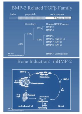 Biocompatibility y resistencia del Bone Morphogenetic Protein en aplicaciones biomédicas!